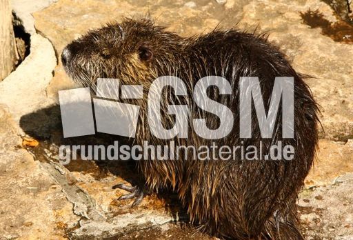 Nutria_2541.jpg